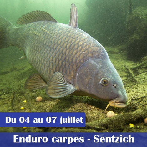 ENDURO CARPES 72H SENTZICH